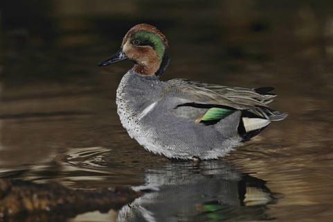 Green-winged Teal (Anas carolinensis) male, Arizona, USA