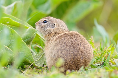 An adult ground squirrel (Spermophilus citellus) eats leaves and flowers on a cloudy day in a green