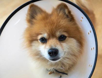 Pomeranian pet dog wearing an Elizabethan collar