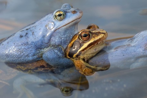 Blue moor frog (Rana arvalis) mating in the moor, Goldenstedter Moor, Lower Saxony, Germany