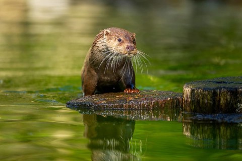 Eurasian otter (Lutra lutra) on a tree trunk in the water of a little lake, Bavaria, Germany
