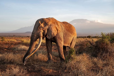 African elephant (Loxodonta africana) with Kilimanjaro, the famous Super Tusker elephant Craig, old