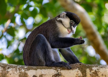 Red-tailed guenon or Congo white-nosed guenon (Cercopithecus ascanius schmidti), sitting on a tree,