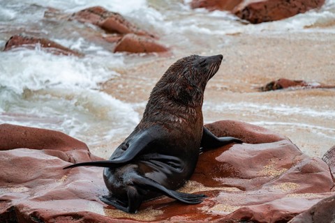Seal colony, fur seal, Cape fur seal (Arctocephalus pusillus), Cape Cross, Atlantic coast, Namibia
