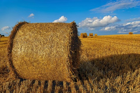 Straw bales on a harvested grain field tell of the end of summer in the countryside near Demmin,