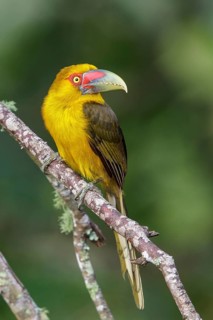 Saffron Toucanet (Pteroglossus bailloni) perched on a branch in the Atlantic rainforest of