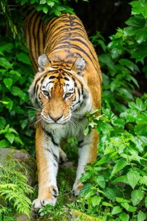 Siberian tiger (Panthera tigris tigris) walking through bushes on a rainy day, captive, Germany