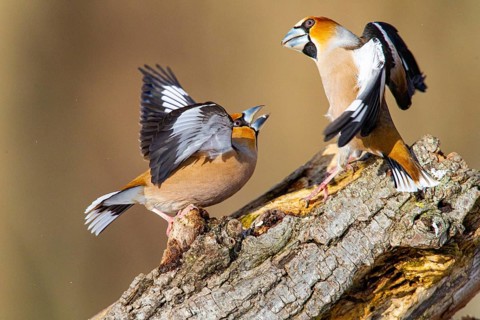 Hawfinch (Coccothraustes coccothraustes) Germany