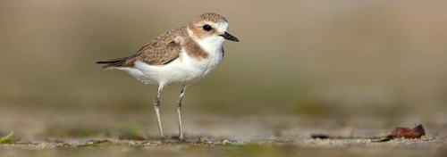 Animals, birds, plover, Kentish plover, (Charadrius alexandrinus), biotope, habitat, foraging, Barr