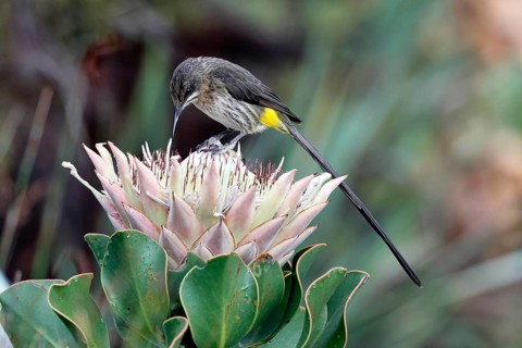 Cape Honeybird (Promerops cafer), adult, male, on flower, Protea, vigilant, Kirstenbosch Botanical