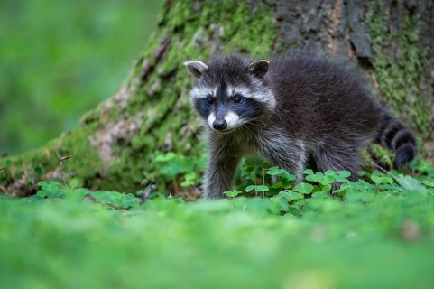 Young raccoon (Procyon lotor) on a discovery tour, Steinhagen, North Rhine-Westphalia, Germany
