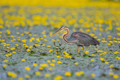 Purple heron (Ardea purpurea) Hungary