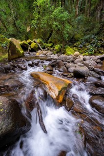 Mhlwazini River flows through thick forest, original mountain forest, Rainbow Gorge,