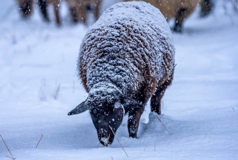 Winter weather, blowing snow, sheep on a snowy pasture, looking for food, thick fur, Elfringhauser