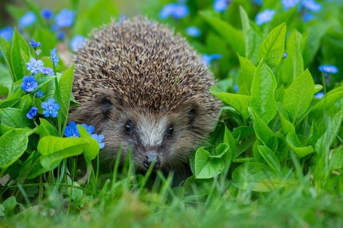 Cute hedgehog, brown-breasted hedgehog (Erinaceus europaeus) in the garden, Vechta, Lower Saxony,
