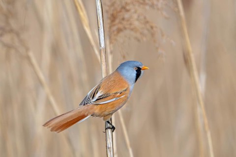 Bearded reedling, bearded tit (Panurus biarmicus) adult male perched on reed stem while foraging in