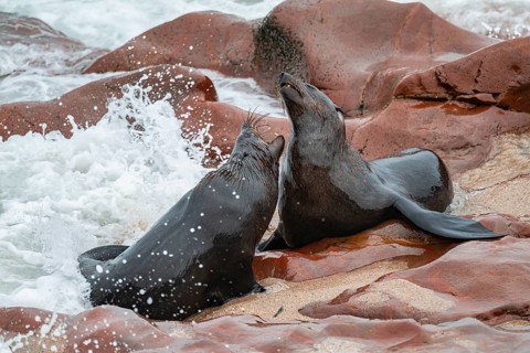 Male fur seals fighting for territory, Cape fur seal (Arctocephalus pusillus), Cape Cross, Atlantic