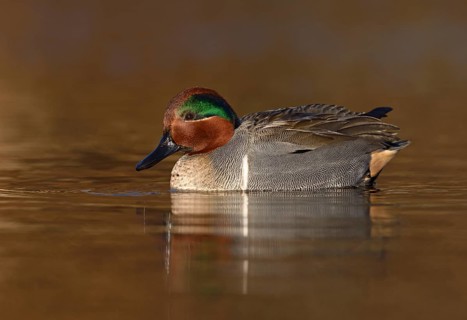 Green-winged Teal (Anas carolinensis) male, British Columbia, Canada