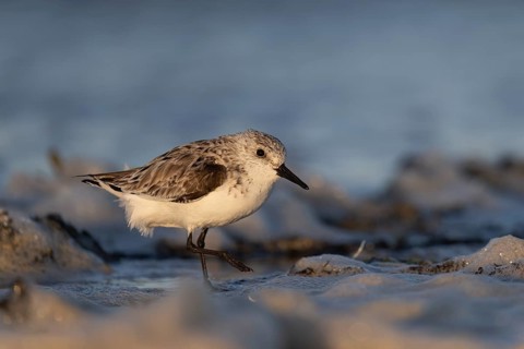 Avocet (Recurvirostra avosetta), Texel, Netherlands
