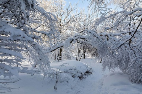 Sunny winter landscape with snow-covered trees, bushes, trails and branches covered with hoarfrost