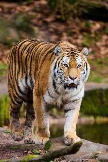 Siberian tiger or Amur tiger (Panthera tigris altaica) walking on the ground, captive, habitat in