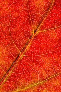 Structure of an autumn-colored leaf, foliage, tree, Vechta, Lower Saxony, Germany