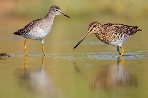 Wood sandpiper (Tringa glareola), Chevalier sylvain, Andarríos Bastardo, Raysut, Salalah, Sohar,