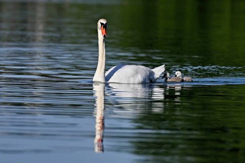 Mute swan (Cygnus olor), male with two chicks swimming in Lake Zug, Canton Zug, Switzerland