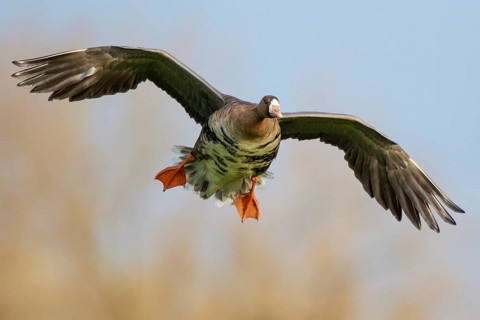 Greater White-fronted Goose (Anser albifrons) flying, North Rhine-Westphalia, Germany