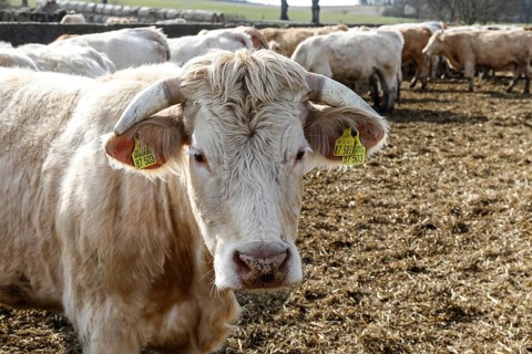 Cattle from the Jahnsfeld organic farm in Brandenburg. The suckler cows graze the surrounding