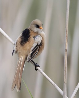 Bearded Reedling (Panurus biarmicus) juvenile, Mecklenburg-Western, Pomerania, Germany