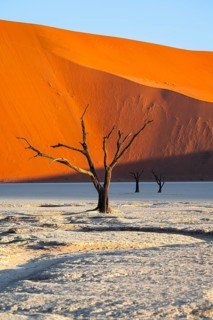 Dead camel thorn trees (Vachellia erioloba), red sand dunes, white salt pan, Dead Vlei, Sossusvlei,