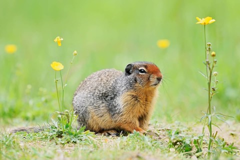 Columbia ground squirrel (Urocitellus columbianus, Spermophilus columbianus) in a flower meadow,