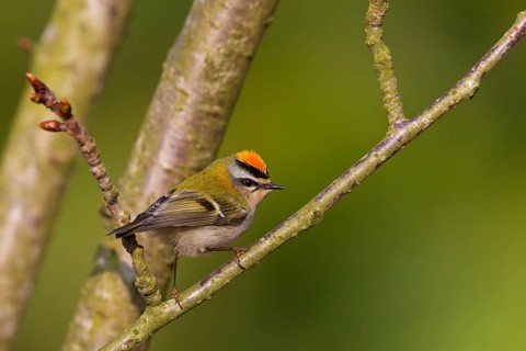 Firecrest, Regulus ignicapillus, Roitelet à triple bandeau, Roitelet triple-bandeau, Reyezuelo