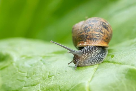 Garden snail (Cornu aspersum) adult gastropod molluscs on a garden vegetable plant leaf in summer,