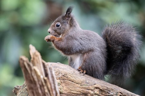 Squirrel (Sciurus vulgaris), Emsland, Lower Saxony, Germany