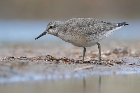 Red Knot (Calidris canutus) foraging, Mecklenburg-Western Pomerania, Germany