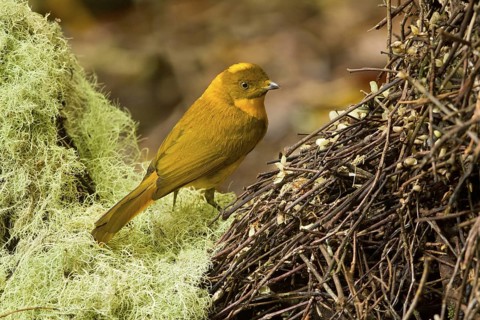 Golden Bowerbird (Prionodura newtoniana) male, Queensland, Australia