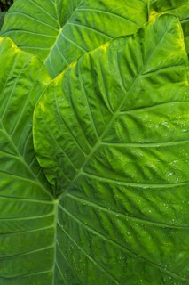 Paintbrush plant (Colocasia), plant, tropical plant, leaf, lotus, lotus effect, beading,