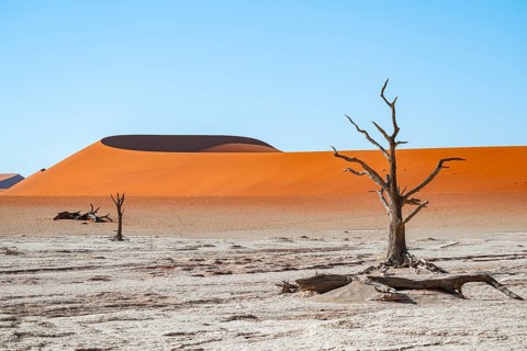 Dead camel thorn trees (Vachellia erioloba), red sand dunes, white salt pan, Dead Vlei, Sossusvlei,
