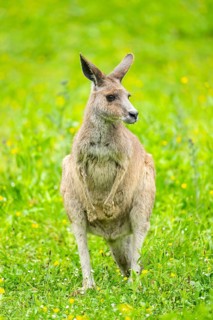 Eastern grey kangaroo (Macropus giganteus) on a meadow, Bavaria, Germany