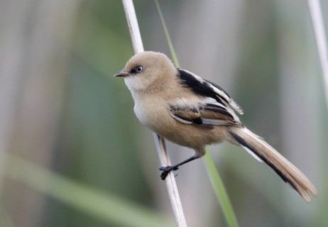 Bearded Reedling (Panurus biarmicus) juvenile, Mecklenburg-Western, Pomerania, Germany