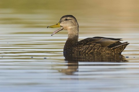 Mexican Duck (Anas diazi), Arizona, USA