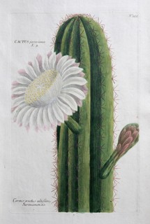 Cereus erectus, hand-colored mezzotinto copper engraving from Phytanthoza iconographica by Johann