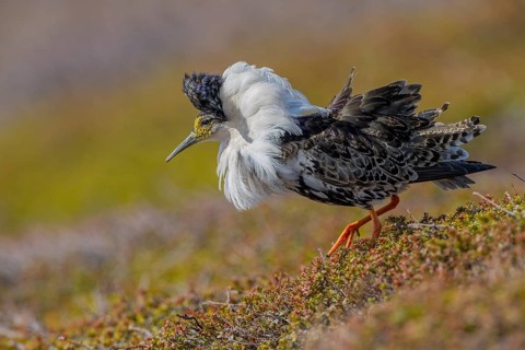 Ruff (Philomachus pugnax), at the mating site, Varanger, Norway