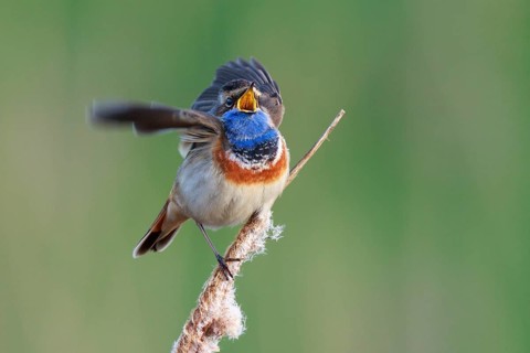 Bluethroat (Luscinia svecica cyanecula) male singing from cattail, Netherlands