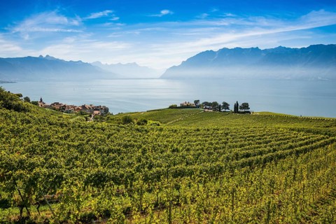 Picturesque village in the vineyards by the lake, Rivaz, Lavaux, UNESCO World Heritage Site, Lake