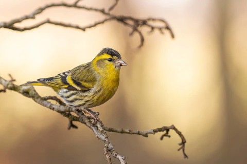 Eurasian Siskin (Spinus spinus) male perched on a branch, Lower Saxony, Germany