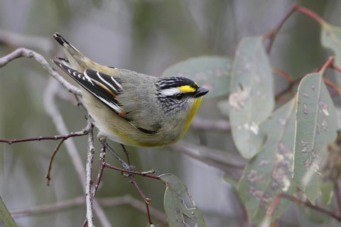 Striated Pardalote (Pardalotus striatus substriatus), Victoria, Australia