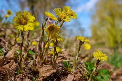 Yellow coltsfoot flowers rising from the ground, surrounded by dry leaves and a bright blue sky in
